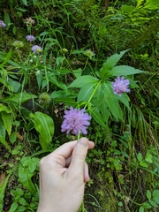 Knautia dipsacifolia