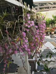 Dendrobium aphyllum