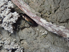Pogonus