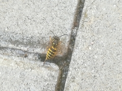 Dolichovespula saxonica