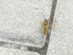 Dolichovespula saxonica