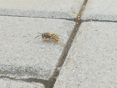 Dolichovespula saxonica