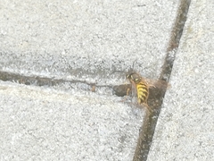 Dolichovespula saxonica