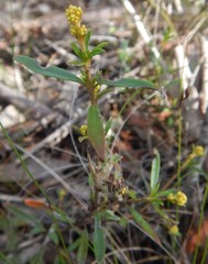 Logania linifolia
