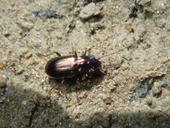 Pogonus