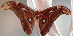 Attacus taprobanis