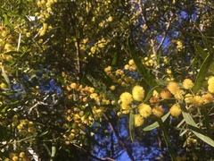 Acacia verniciflua