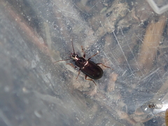 Pogonus