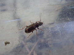 Pogonus