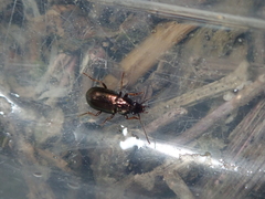 Pogonus