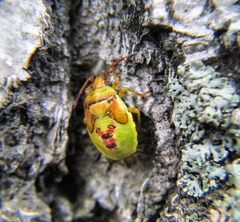 Elasmostethus interstinctus