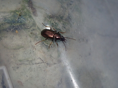 Pogonus