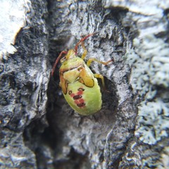 Elasmostethus interstinctus