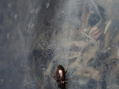 Pogonus