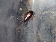 Pogonus