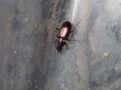 Pogonus