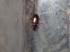 Pogonus