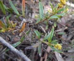 Logania linifolia