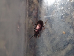 Pogonus