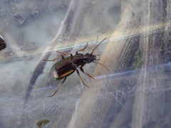 Pogonus