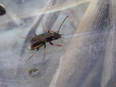 Pogonus