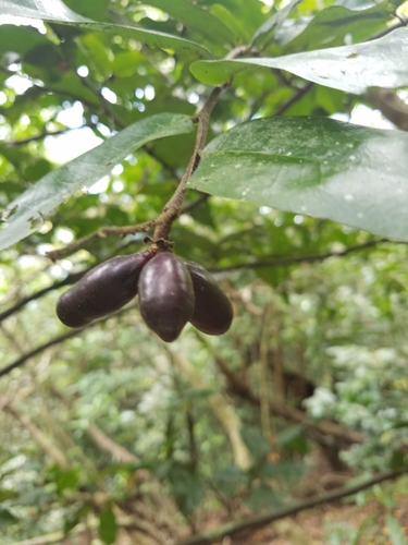 Meiogyne cylindrocarpa