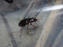 Pogonus
