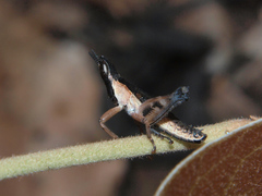 Stenothericles jagoi