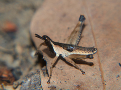 Stenothericles jagoi