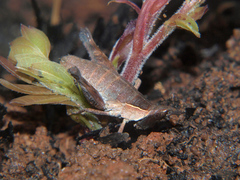 Stenothericles jagoi