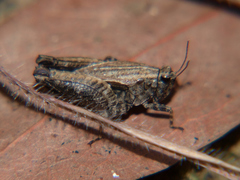Pelusca
