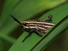 Dictyophorus griseus