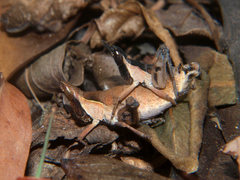 Stenothericles jagoi