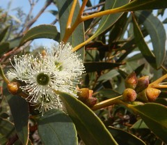 Eucalyptus diversifolia