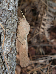 Lobosceliana loboscelis