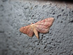 Idaea rhodogrammaria