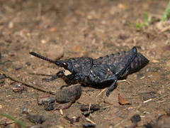 Maura bolivari