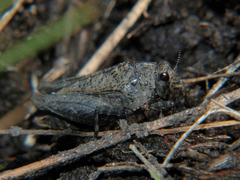 Pelusca