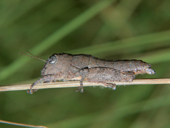 Mecostibus rubripes