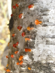 Cytosporaceae