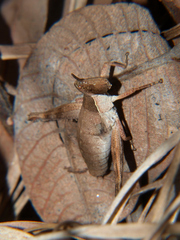 Stenothericles jagoi