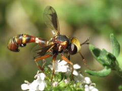 Physocephala vittata