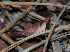 Stenothericles jagoi