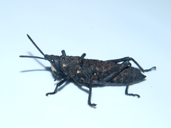 Maura bolivari