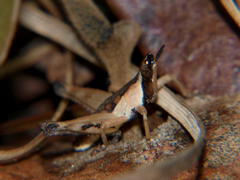 Stenothericles jagoi