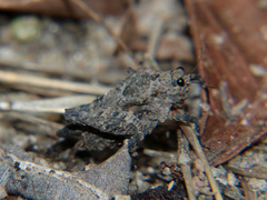 Dasyleurotettix infaustus