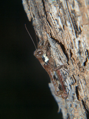 Mecostibus rubripes