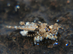 Morphopoides folipes