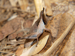 Stenothericles jagoi