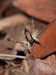 Stenothericles jagoi